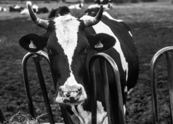 Sorot Rencana Impor Sapi Perah untuk MBG, Guru Besar UGM Minta Pemerintah Waspadai Hal Ini