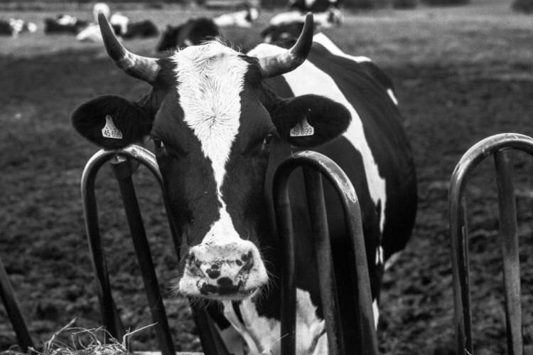 Sorot Rencana Impor Sapi Perah untuk MBG, Guru Besar UGM Minta Pemerintah Waspadai Hal Ini