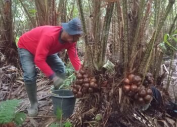 Mengenal Asal-Usul Salak Probo yang Kini Jadi Ikon Sleman