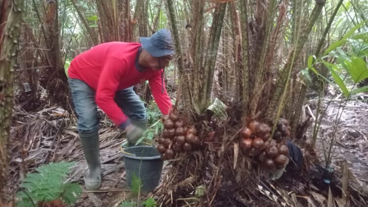 Mengenal Asal-Usul Salak Probo yang Kini Jadi Ikon Sleman
