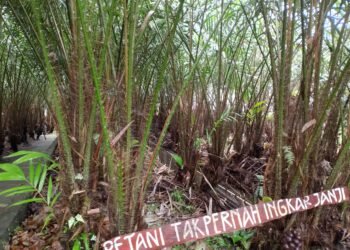 Salak pondoh Sleman makin digemari pasar internasional