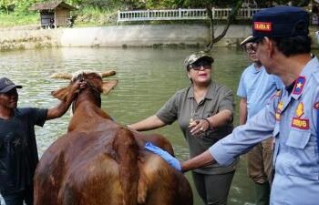 Bupati Gunungkidul Endah Subekti Kuntariningsih mengikuti tradisi guyang sapi untuk menjaga kebersihan ternak jelang Iduladha