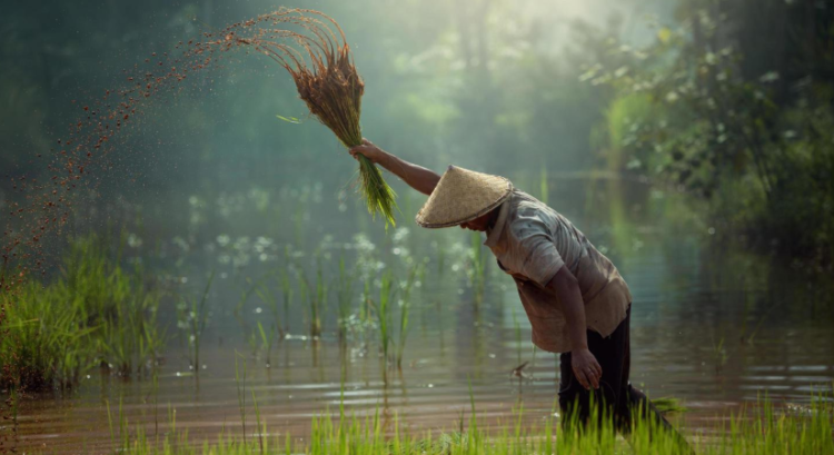 Ilustrasi pertanian.