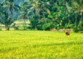 Ilustrasi sawah atau pertanian di DIY