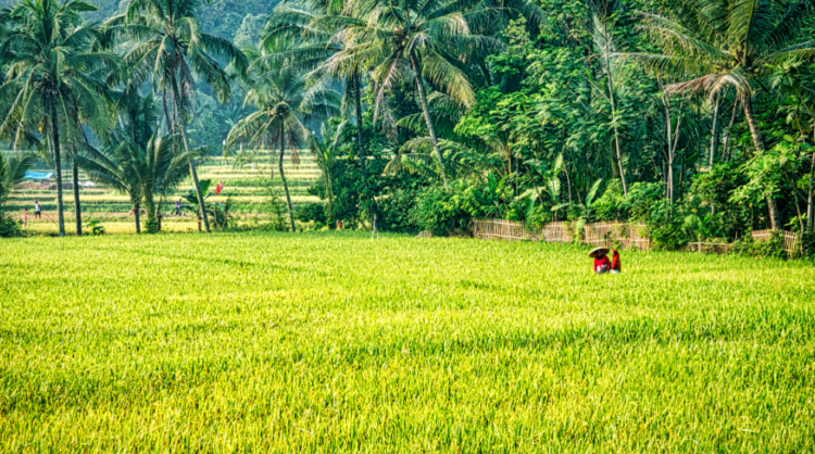 Ilustrasi sawah atau pertanian di DIY