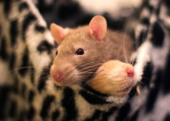 Apakah hewan mengalami orgasme? Begini kata ilmuwan.