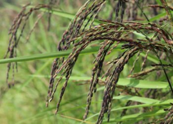 Ilustrasi padi hitam