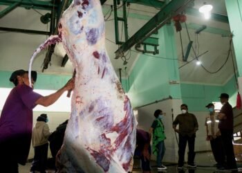 aktivitas penyembelihan hewan di RPH Giwangan. Sambut Iduladha, Pemkot Yogyakarta membuka jasa pemotongan hewan kurban di RPH Giwangan