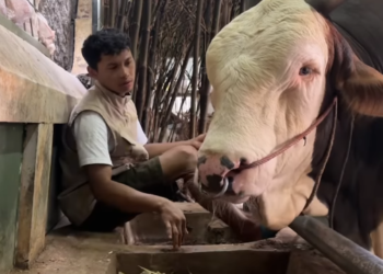 Sapi milik Irfan Hakim bernama Janoko menangis jelang Iduladha