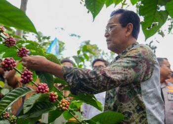 Kopi Merapi Siap Mendunia, Sultan dan Kementan Kompak Dukung Petani Sleman