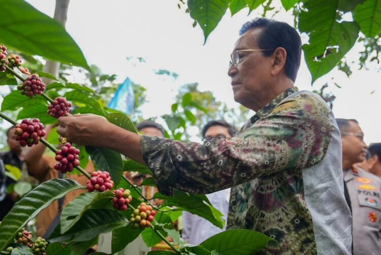 Kopi Merapi Siap Mendunia, Sultan dan Kementan Kompak Dukung Petani Sleman