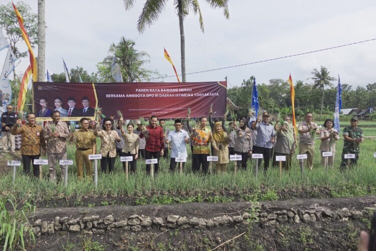 Panen raya bawang merah di Klayar, Kedungpoh,Nglipar, Gunung Kidul