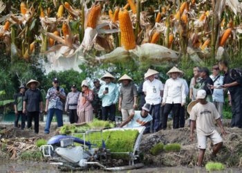 Kementan melakukan panen jagung di Kabupaten Bantul