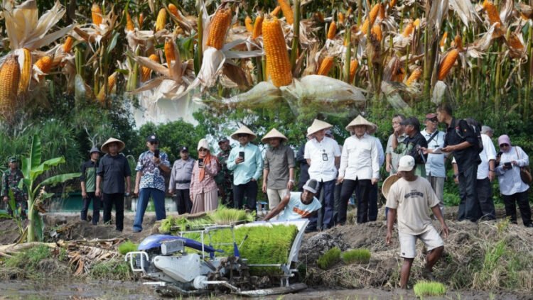 Kementan melakukan panen jagung di Kabupaten Bantul