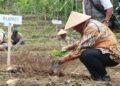 Bupati Kulon Progo Agung Setyawan melakukan penanaman bibit kopi di Agrowisata Trajumas, Kalinongko, Samigaluh