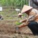 Bupati Kulon Progo Agung Setyawan melakukan penanaman bibit kopi di Agrowisata Trajumas, Kalinongko, Samigaluh