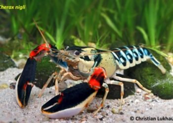 Tim peneliti dari Fakultas Biologi berhasil mengidentifikasi tujuh spesies baru lobster air tawar dari genus Cherax yang berasal dari Papua Barat.Tim peneliti dari Fakultas Biologi berhasil mengidentifikasi tujuh spesies baru lobster air tawar dari genus Cherax yang berasal dari Papua Barat.