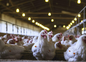 Ilustrasi peternakan ayam broiler