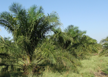 Ilustrasi lokasi program transmigrasi