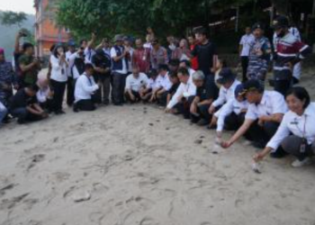 Pemkab Gunungkidul bersama Dinas Kelautan dan Perikanan DIY melepasliarkan 101 tukik atau anak penyu di Pantai Wediombo, Rabu (4/6/2025) kemarin.