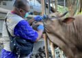 petugas dari Dinas Pertanian dan Pangan Kota Yogyakarta melakukan pemeriksaan fisik terhadap hewan kurban