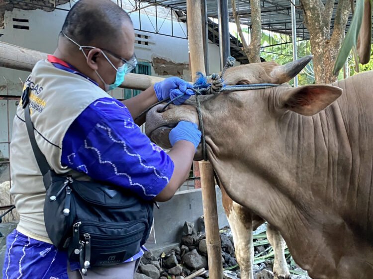 petugas dari Dinas Pertanian dan Pangan Kota Yogyakarta melakukan pemeriksaan fisik terhadap hewan kurban