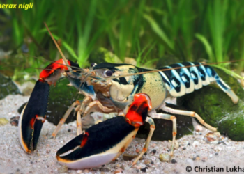 satu diantara tujuh spesies baru lobster air tawar yang ditemukan tim peneliti UGM di perairan Papua Barat