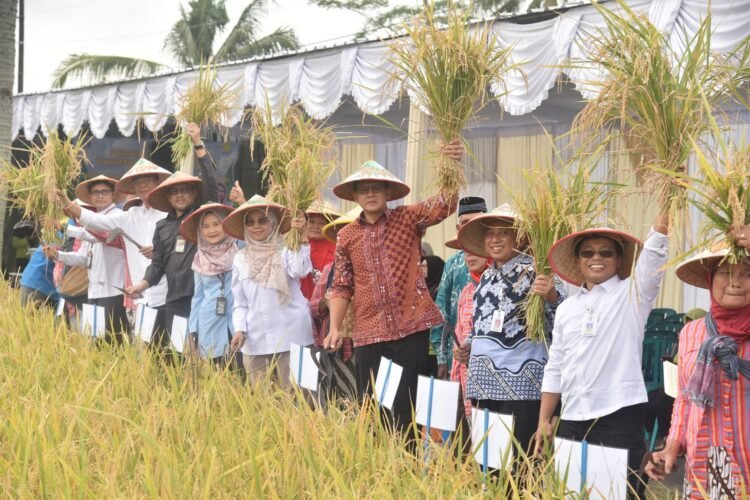 Panen Padi Organik Varietas Sembada Merah, Danang: Produk Unggulan Sleman Bernilai Tinggi