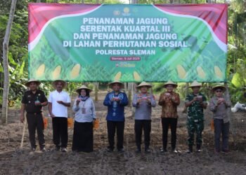 penanaman jagung serentak yang diprakarsai oleh Polresta Sleman.