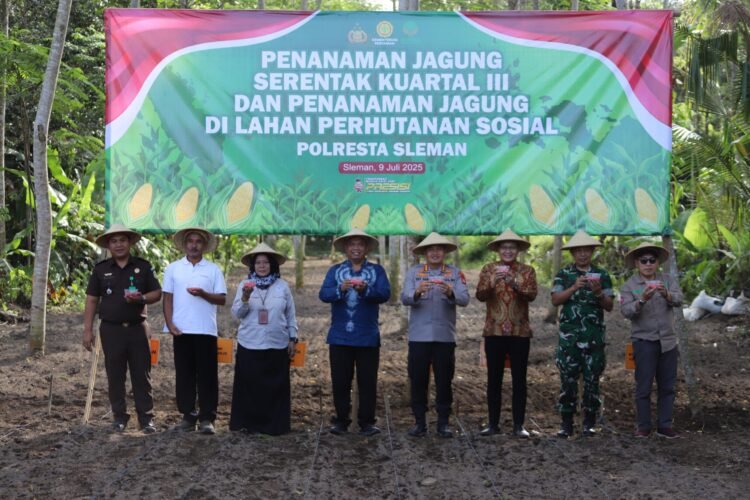 penanaman jagung serentak yang diprakarsai oleh Polresta Sleman.