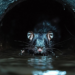 Ilustrasi tikus penyebab penyakit leptospirosis