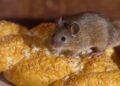 Waspada Leptospirosis! 5 Warga DIY Meninggal Akibat Infeksi dari Tikus