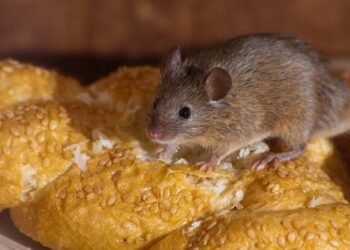 Waspada Leptospirosis! 5 Warga DIY Meninggal Akibat Infeksi dari Tikus