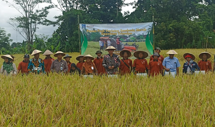 Wakil Bupati Sleman Danang Maharsa bersama Poktan Lestari Mulyo melakukan panen padi organik varietas Sembada Merah di Kalirase, Trimulyo, Kabupaten Sleman, Selasa (29/7/2025)