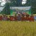 Wakil Bupati Sleman Danang Maharsa bersama Poktan Lestari Mulyo melakukan panen padi organik varietas Sembada Merah di Kalirase, Trimulyo, Kabupaten Sleman, Selasa (29/7/2025)