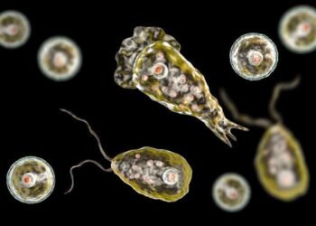 Naegleria fowleri, mikroorganisme berbahaya yang lebih populer dengan julukan “amoeba pemakan otak” (dok.@PediaFact)