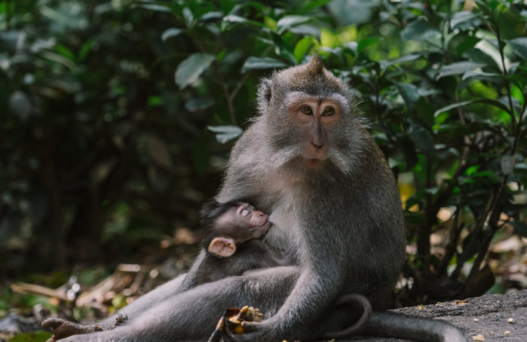 Ilustrasi monyet ekor panjang