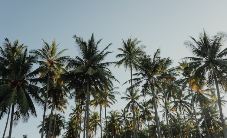 Ilustrasi pohon kelapa