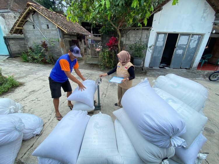 Perum Bulog Kanwil Yogyakarta membeli gabah kering panen dari petani di DIY. (Dok. Bulog Kanwil Yogyakarta)