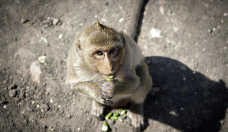 Ilustrasi monyet ekor panjang. [vecteezy/Aroonask Thiranuth]