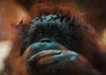 Ilustrasi orangutan