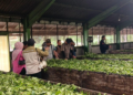 kurasi Kemenpar dan dewan juri, Agro Wisata Tambi kini berhasil masuk dalam 6 besar Daya Tarik Wisata Terbaik WIA 2025, bersanding dengan destinasi unggulan lain