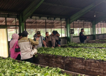 kurasi Kemenpar dan dewan juri, Agro Wisata Tambi kini berhasil masuk dalam 6 besar Daya Tarik Wisata Terbaik WIA 2025, bersanding dengan destinasi unggulan lain