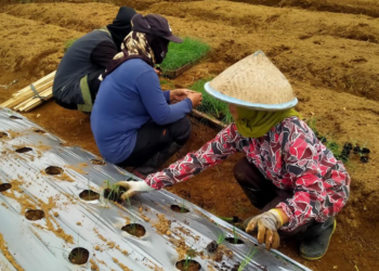 petani di Wonosobo menanam bawang daun Meland-1