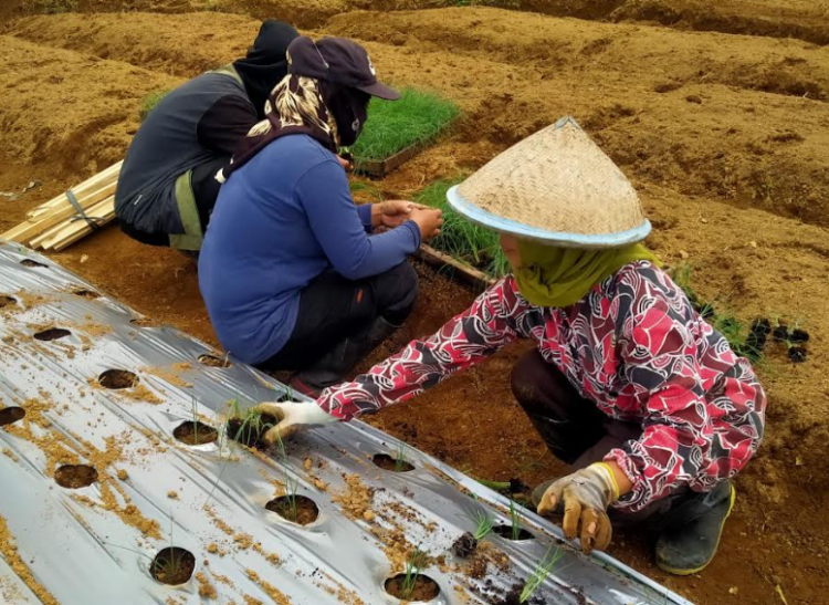 petani di Wonosobo menanam bawang daun Meland-1