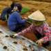 petani di Wonosobo menanam bawang daun Meland-1