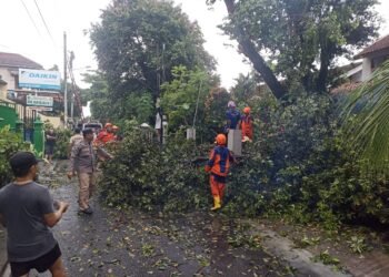 Petugas BPBD Kota Yogyakarta bersama sejumlah warga melakukan pembersihan dan pemotongan pohon yang tumbang di Kampung Surokarsan, Kelurahan Wirogunan, Mergangsan, Yogyakarta, Jumat (31/10/2025).