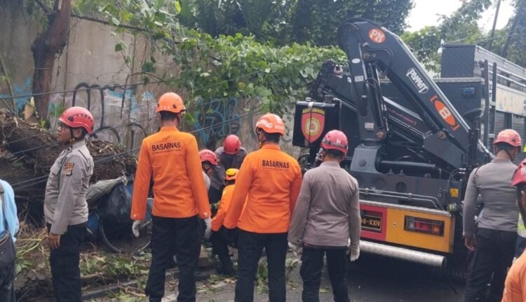 Tim SAR lakukan evakuasi korban tertimpa pohon di Ringroad Utara, Sleman, DIY, Jumat (21/11/2025).