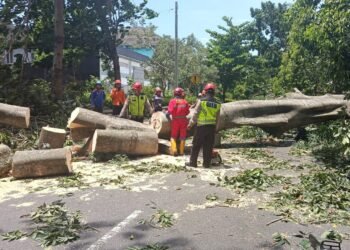 Pohon randu tumbang yang tewaskan pengendara motor kakek dan cucu di Jalan Lembah UGM, Karangmalang, Kalurahan Caturtunggal, Depok, Sleman, Sabtu (24/1/2026).