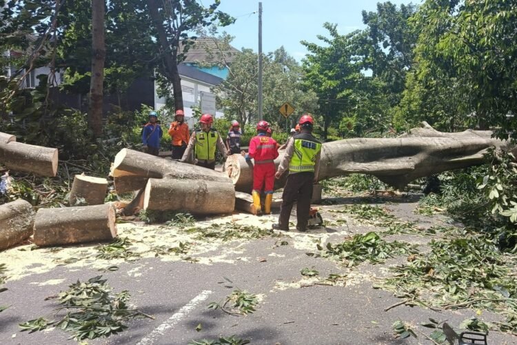 Pohon randu tumbang yang tewaskan pengendara motor kakek dan cucu di Jalan Lembah UGM, Karangmalang, Kalurahan Caturtunggal, Depok, Sleman, Sabtu (24/1/2026).
